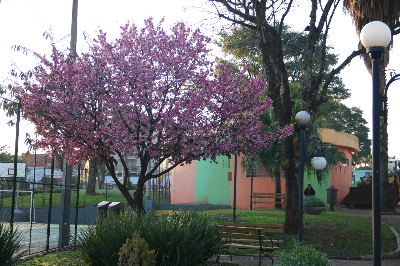 FLORES DE CEREJEIRAS ENFEITAM AS RUAS DE TRÊS DE MAIO